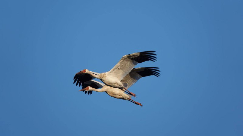 Без названия (1).png