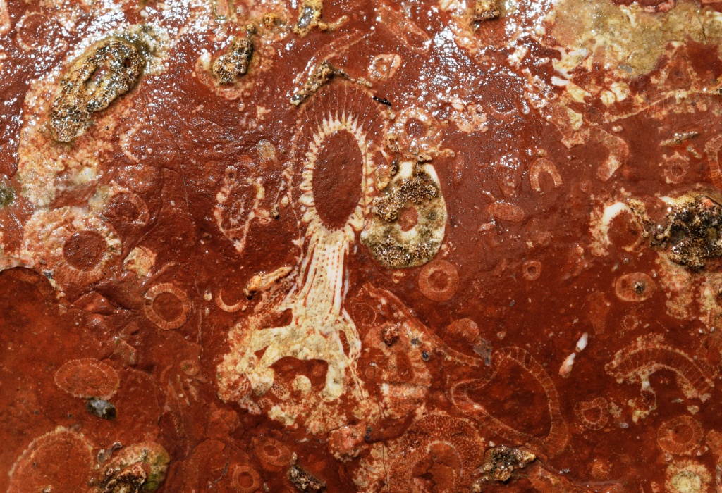 2017г.Самый известный в мире археоциат из коллекции д.г-м.н.П.Н.Колосова. 530 млн.лет назад. (1).JPG