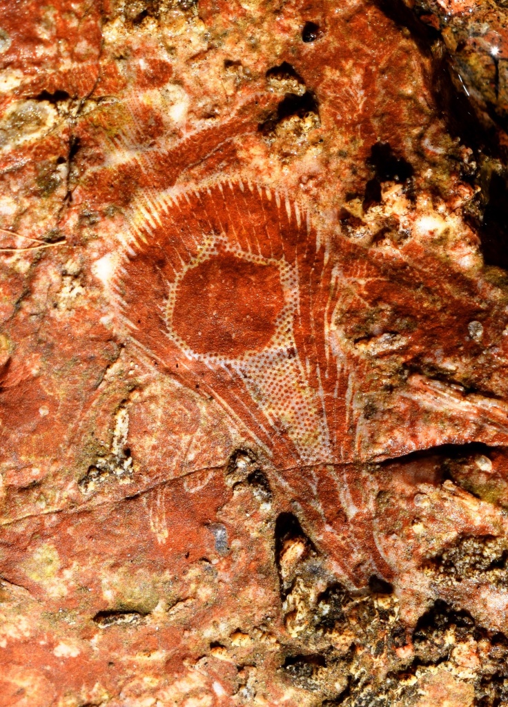 2017г.Самый известный в мире археоциат из коллекции д.г-м.н.П.Н.Колосова. 530 млн.лет назад. (2).JPG