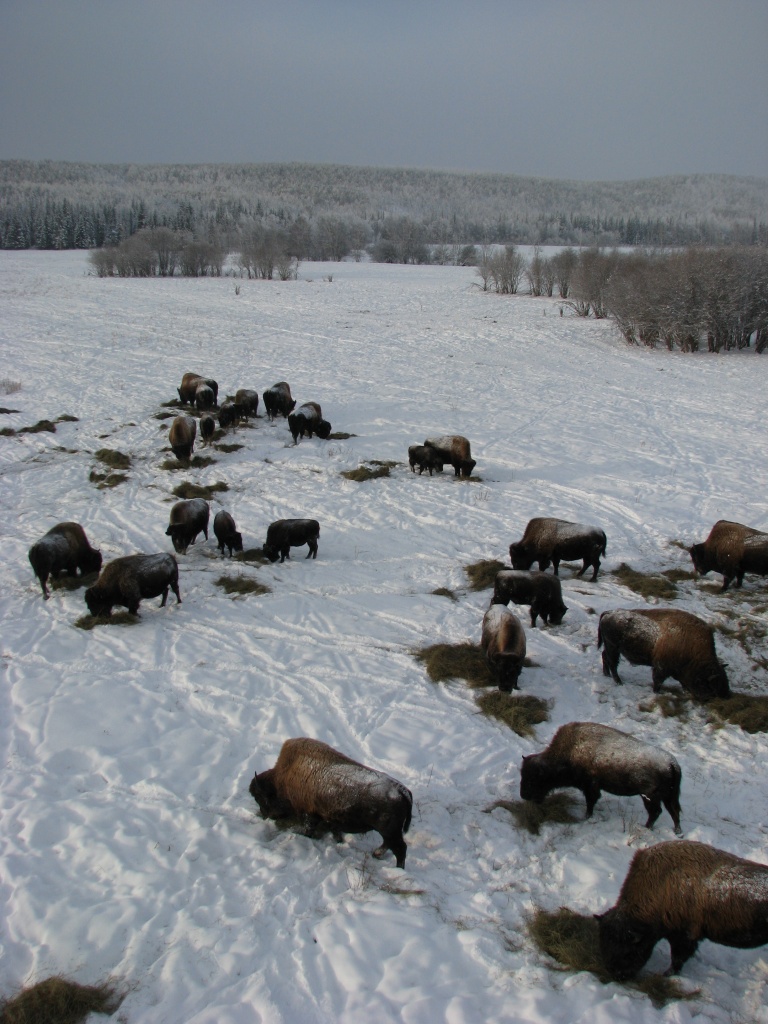 Yakutia_2010 540.jpg