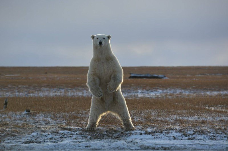 Без названия.png