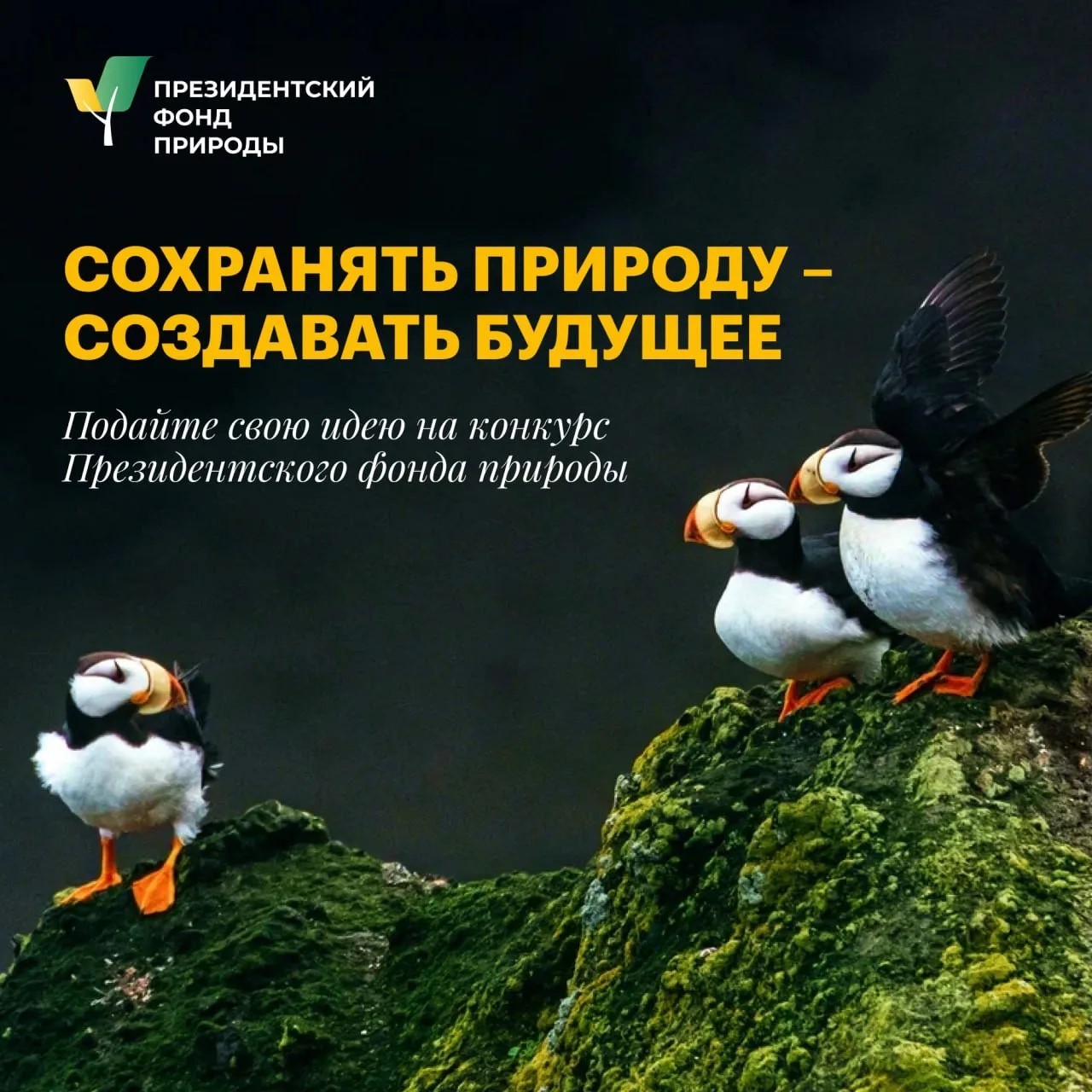 Совсем скоро стартует конкурс Президентского фонда природы 2027 года. 