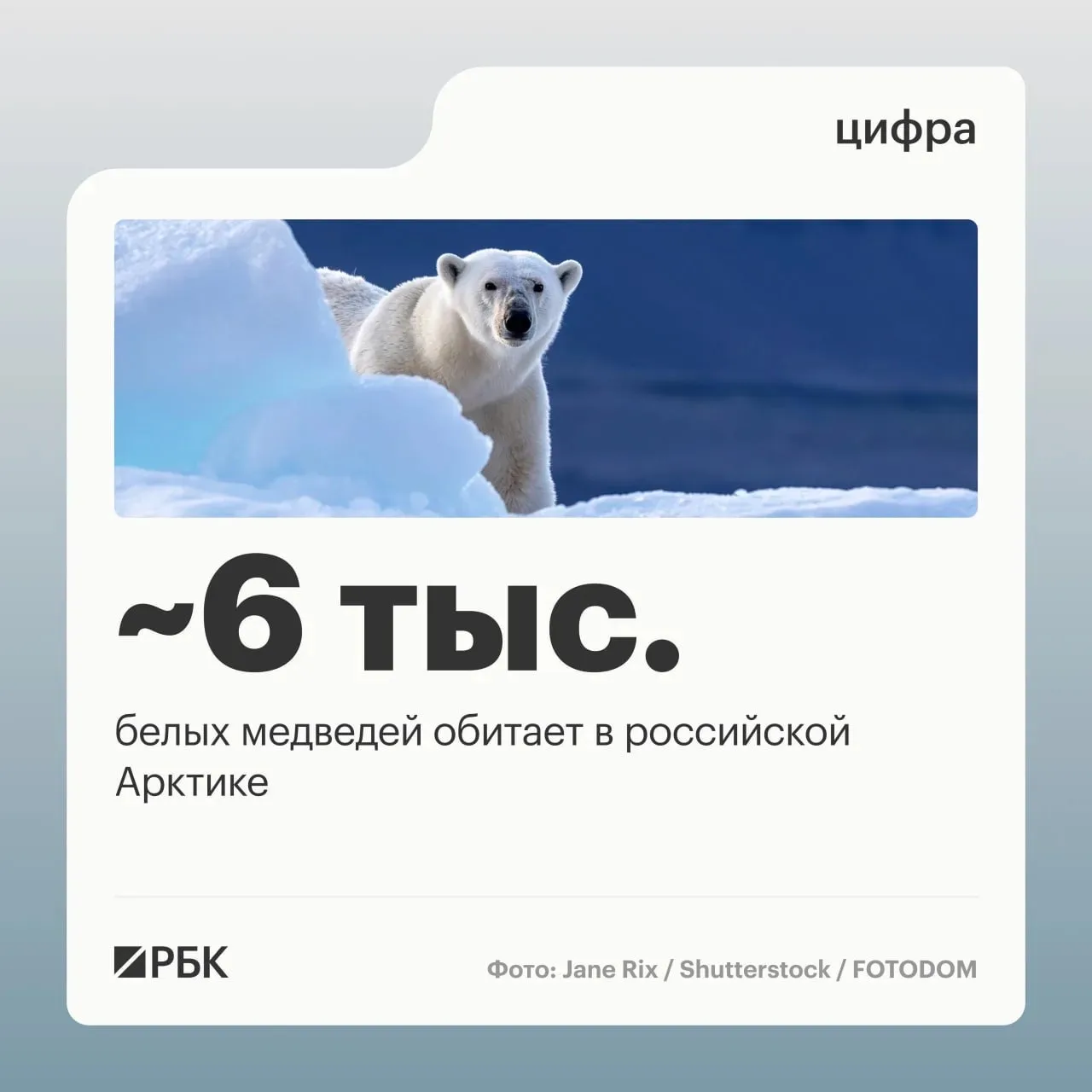 В Арктической зоне России численность белых медведей составляет около 6 тыс. особей, сообщил первый заместитель министра природных ресурсов и экологии России Константин Цыганов на пленарном заседании форума «Вселенная белого медведя», передает «Интерфакс»