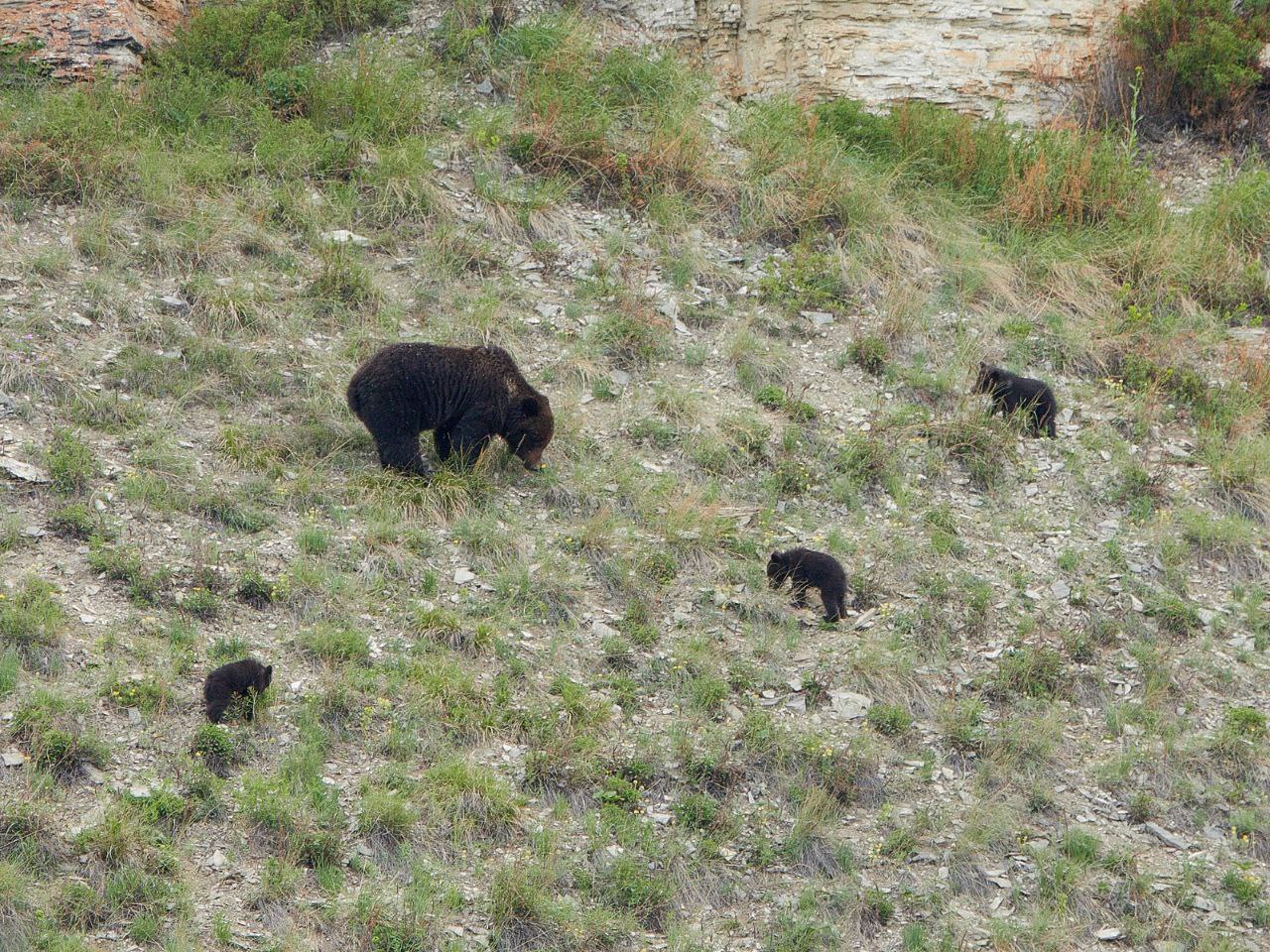 Медведица с тремя медвежатами замечена на Устье Буотамы