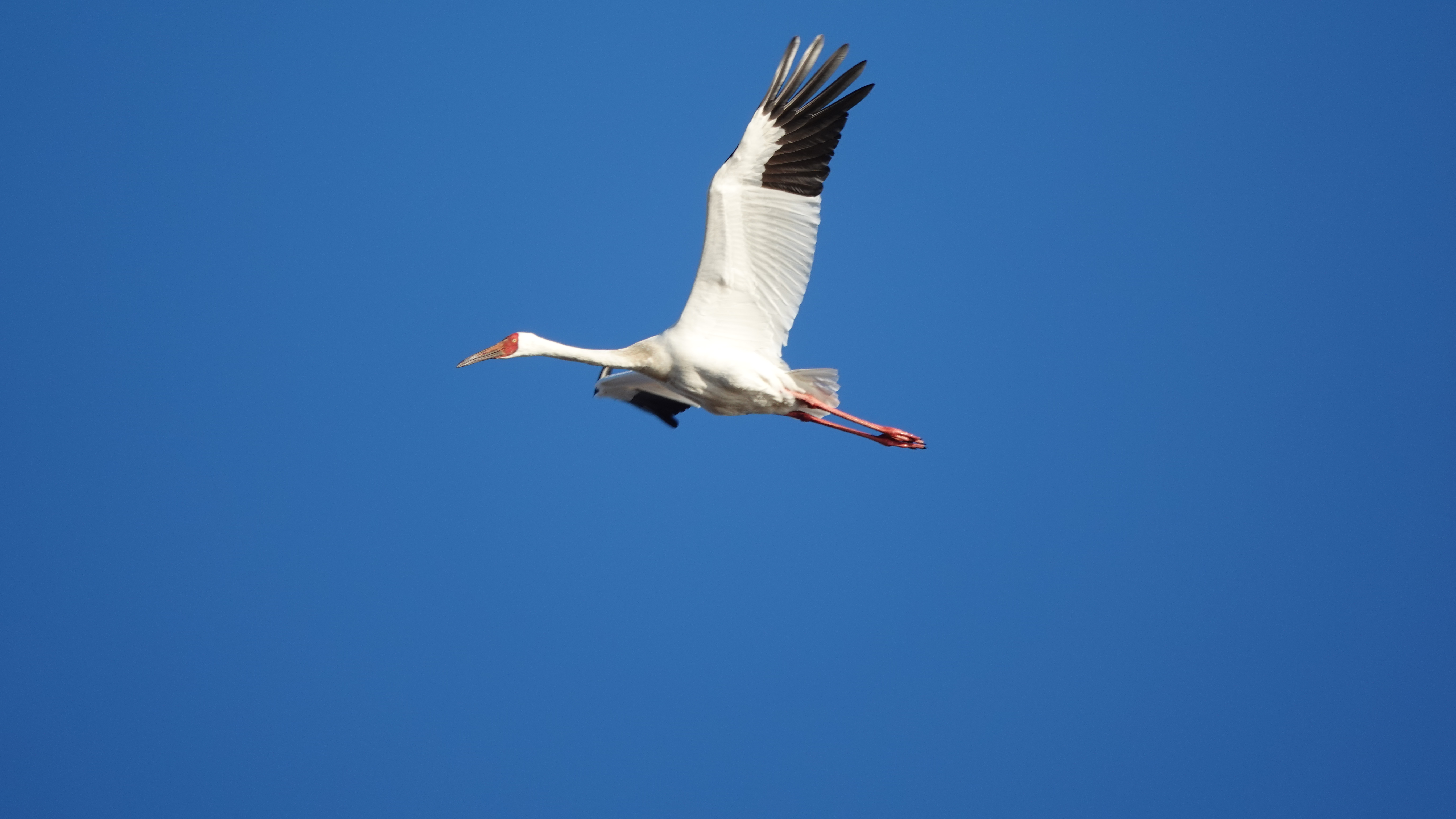 НП «Кыталык»