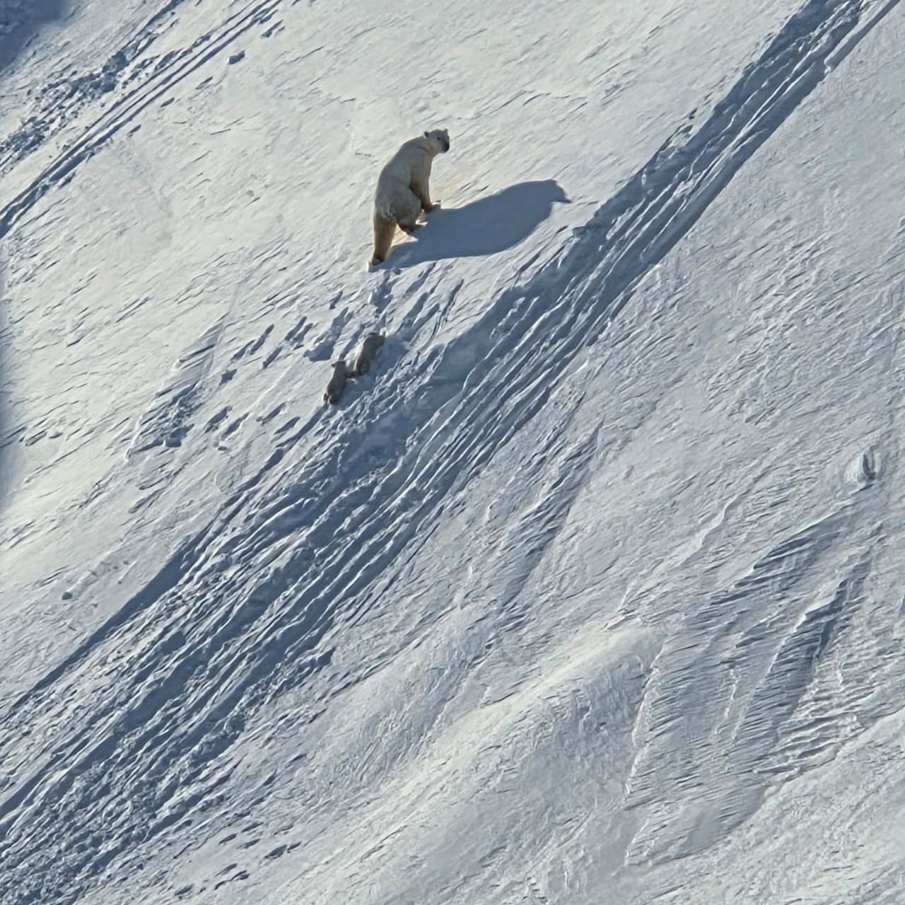 На территории Государственного природного заповедника "Медвежьи Острова" начался ежегодный весенний мониторинг родовых берлог.