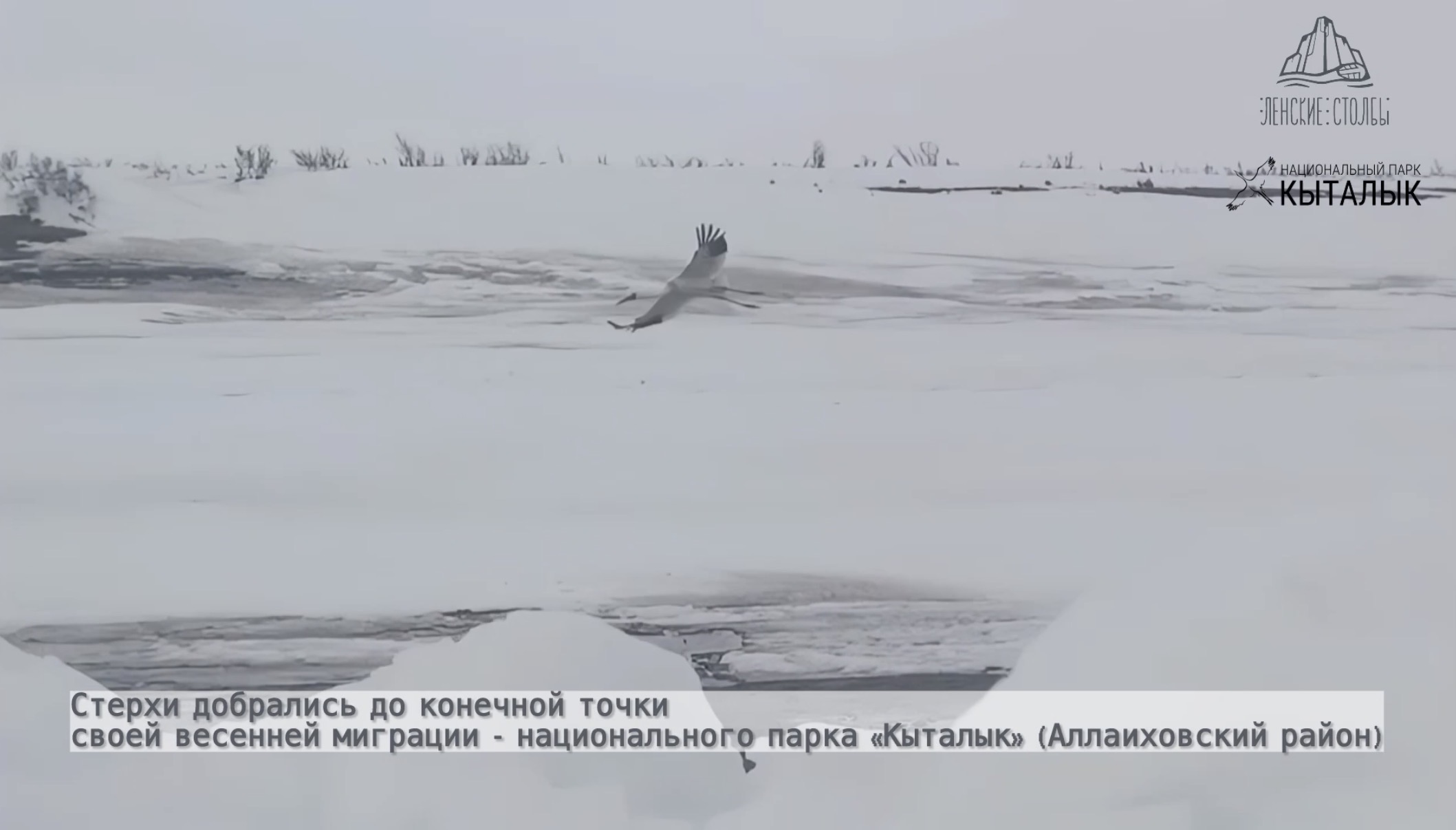 Дорога домой: первые стерхи долетели до мест гнездования в Арктике