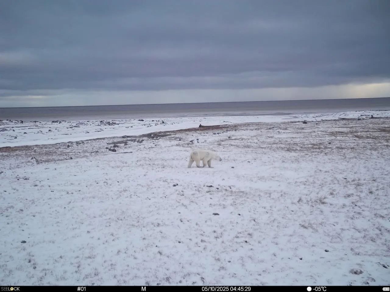 Инспекторы заповедника «Медвежьи острова» усиливают охрану территории с помощью фотоловушек.