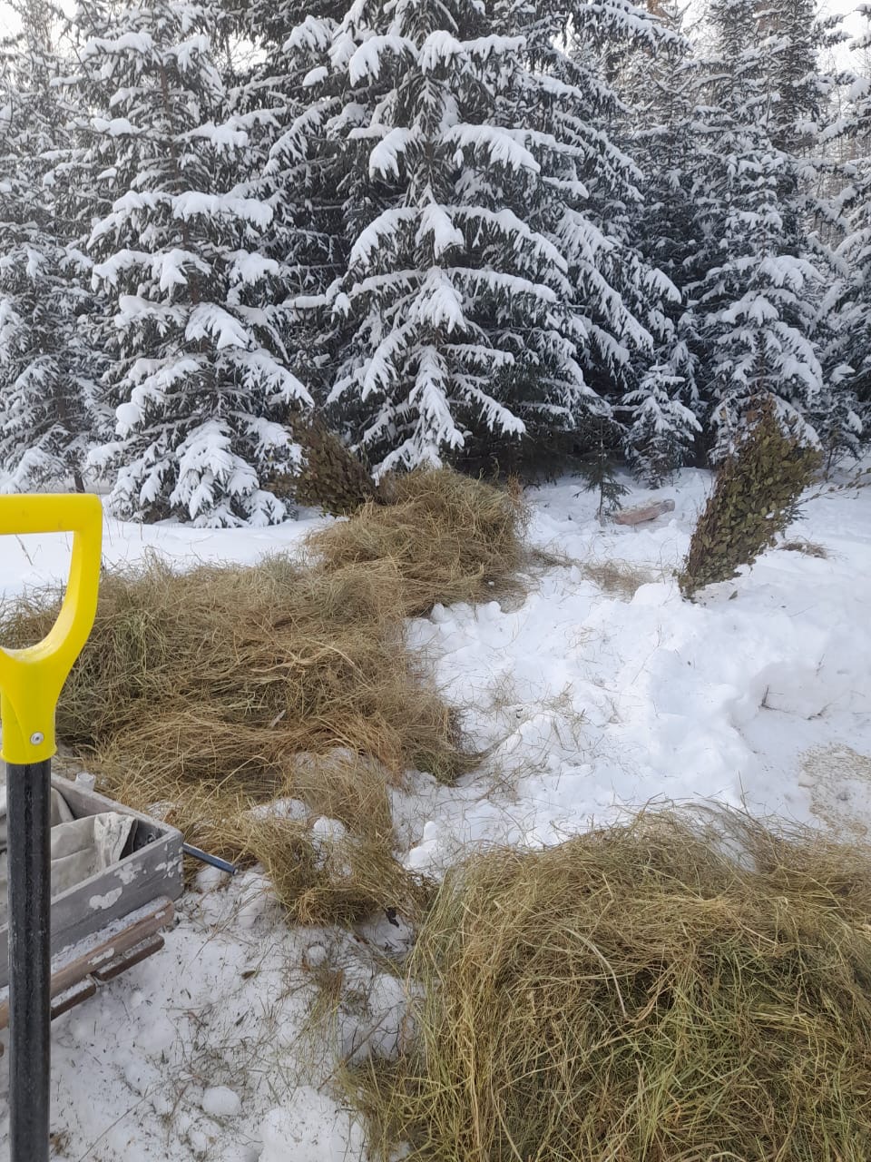 На территории национального парка «Ленские столбы» началась зимняя подкормка животных, чтобы обеспечить им необходимое питание в холодное время года