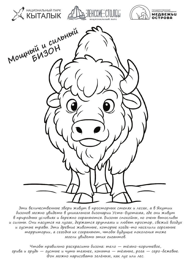 Мощный и сильный бизон.jpg