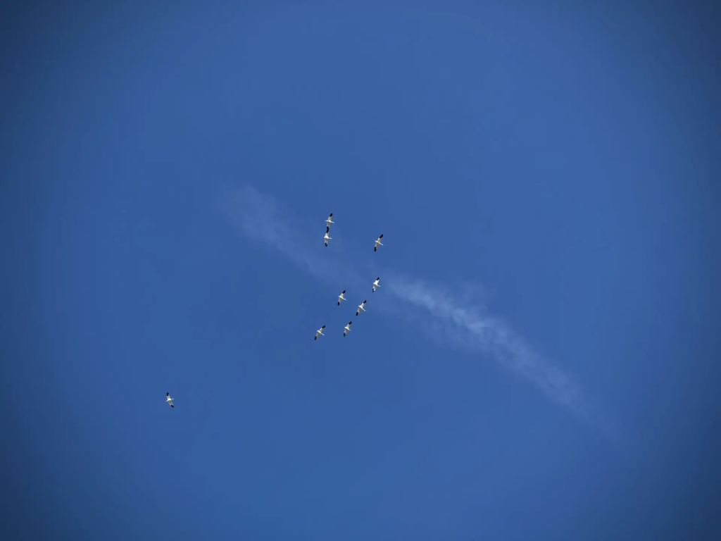 6.png