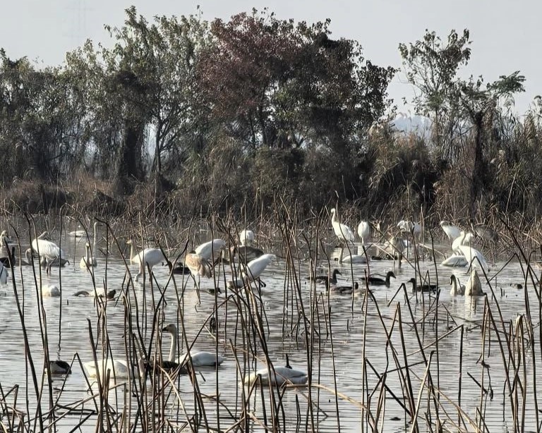 Россия и Китай объединяют усилия для сохранения стерха